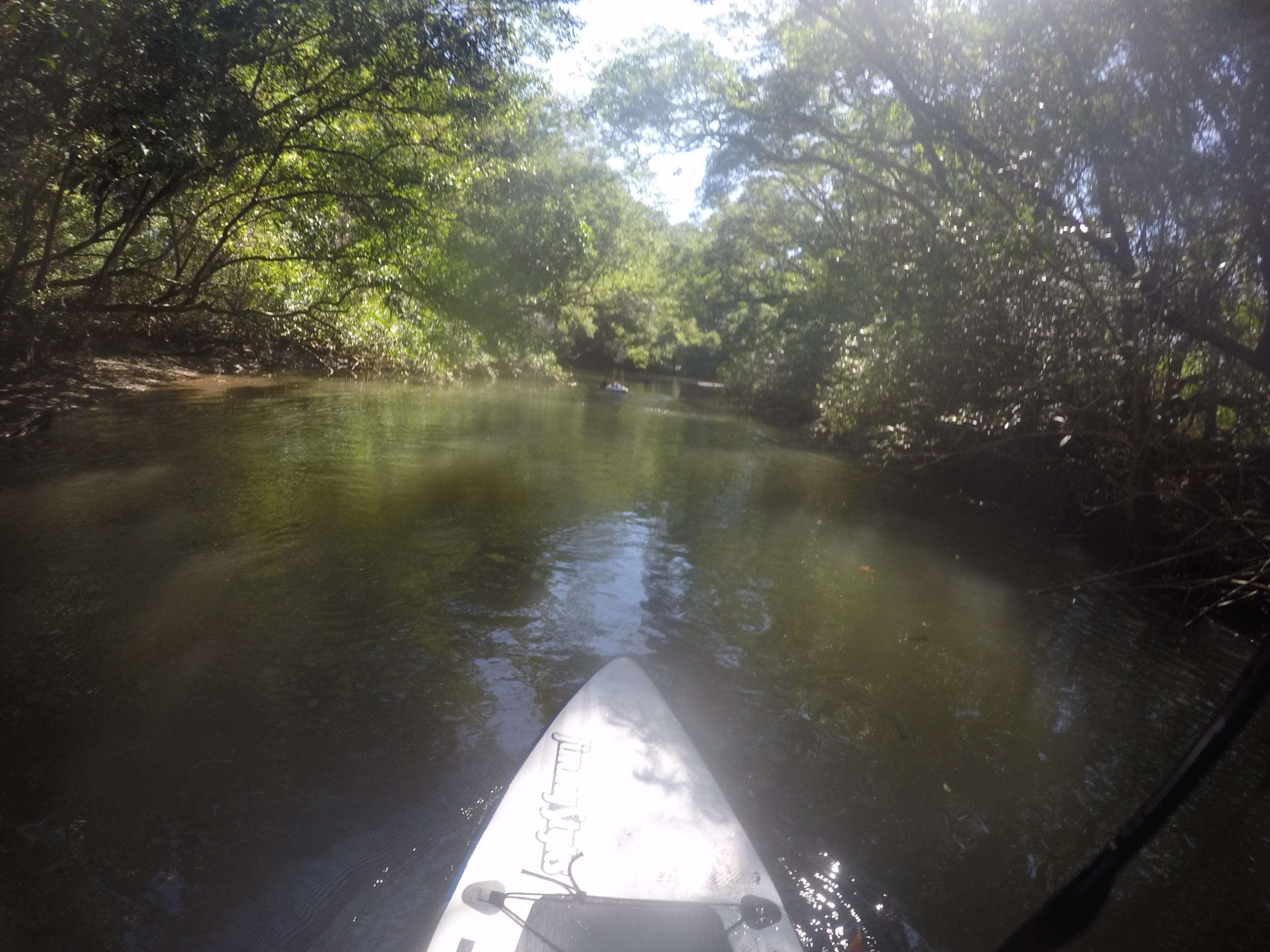 Calm paddle through mangrove channel